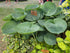 Hosta 'Abiqua Drinking Gourd'