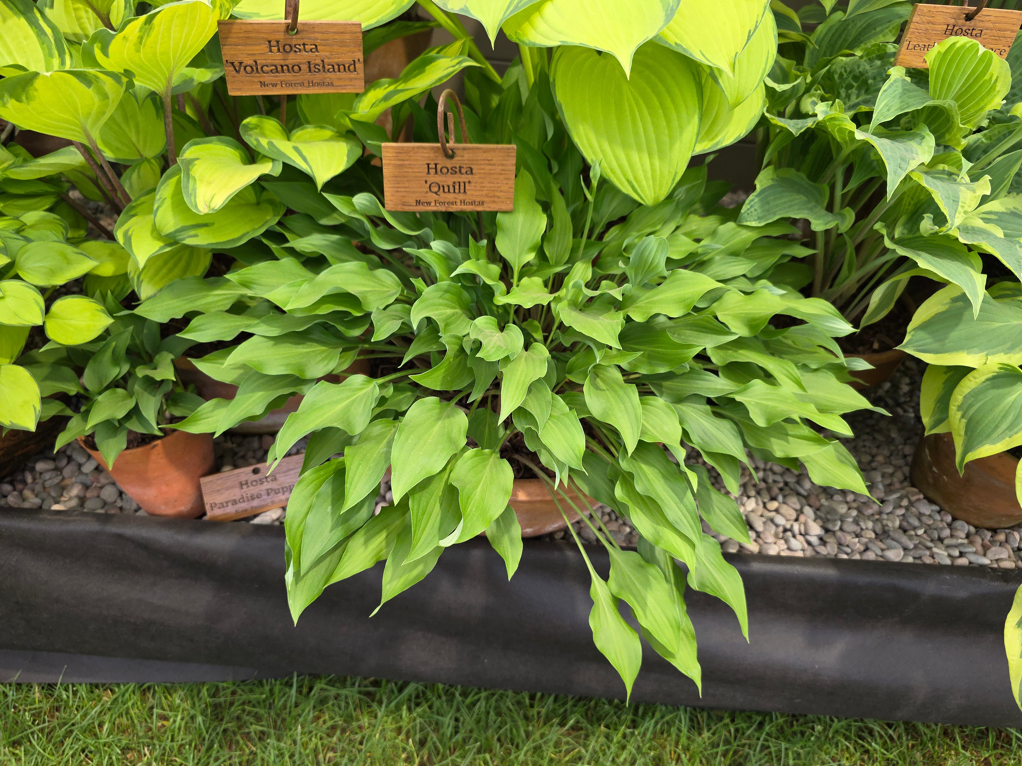 Hosta 'Quill'