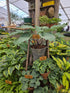 Hosta 'Skywriter'