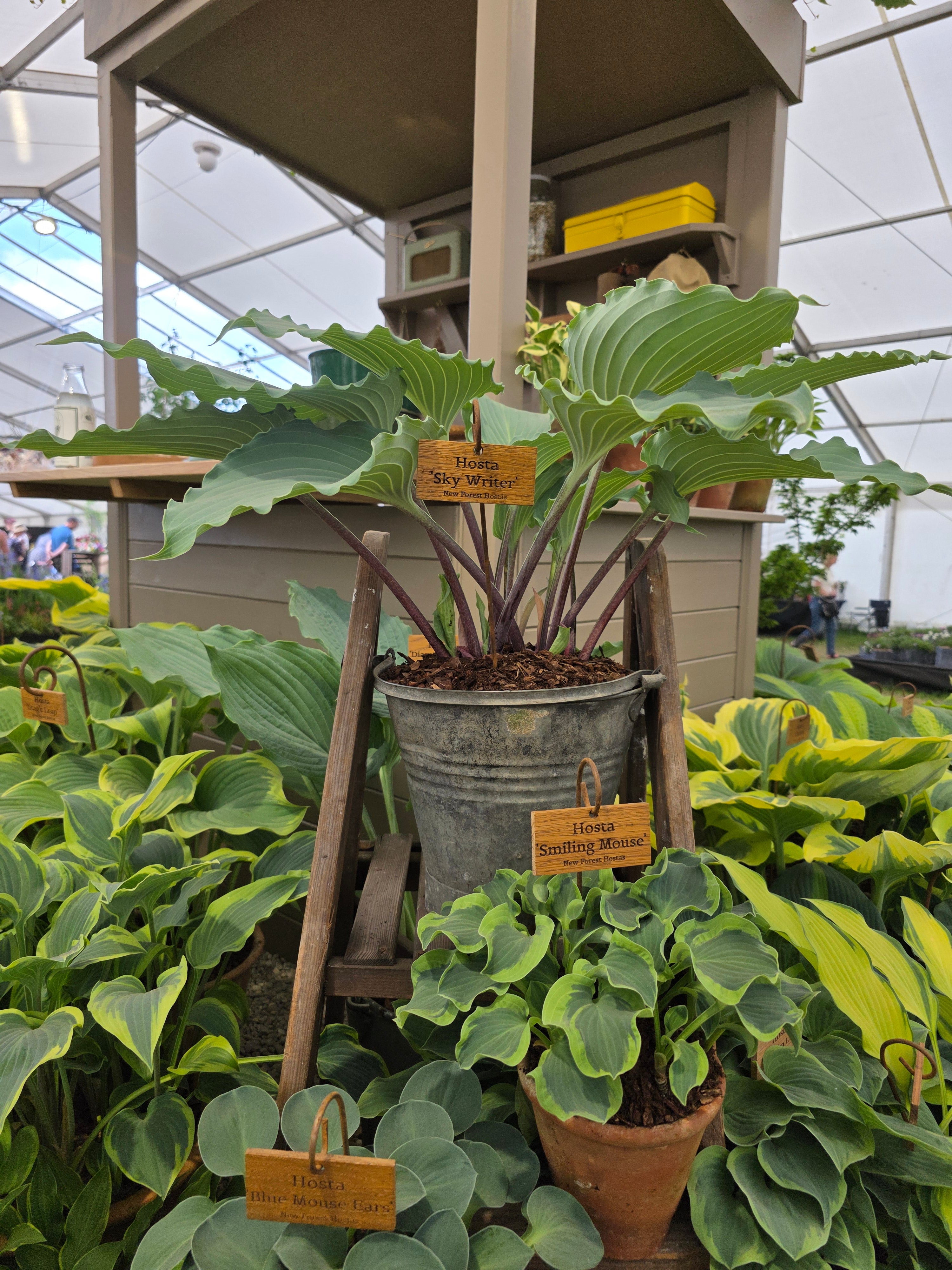 Hosta 'Skywriter'