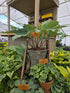 Hosta 'Skywriter'