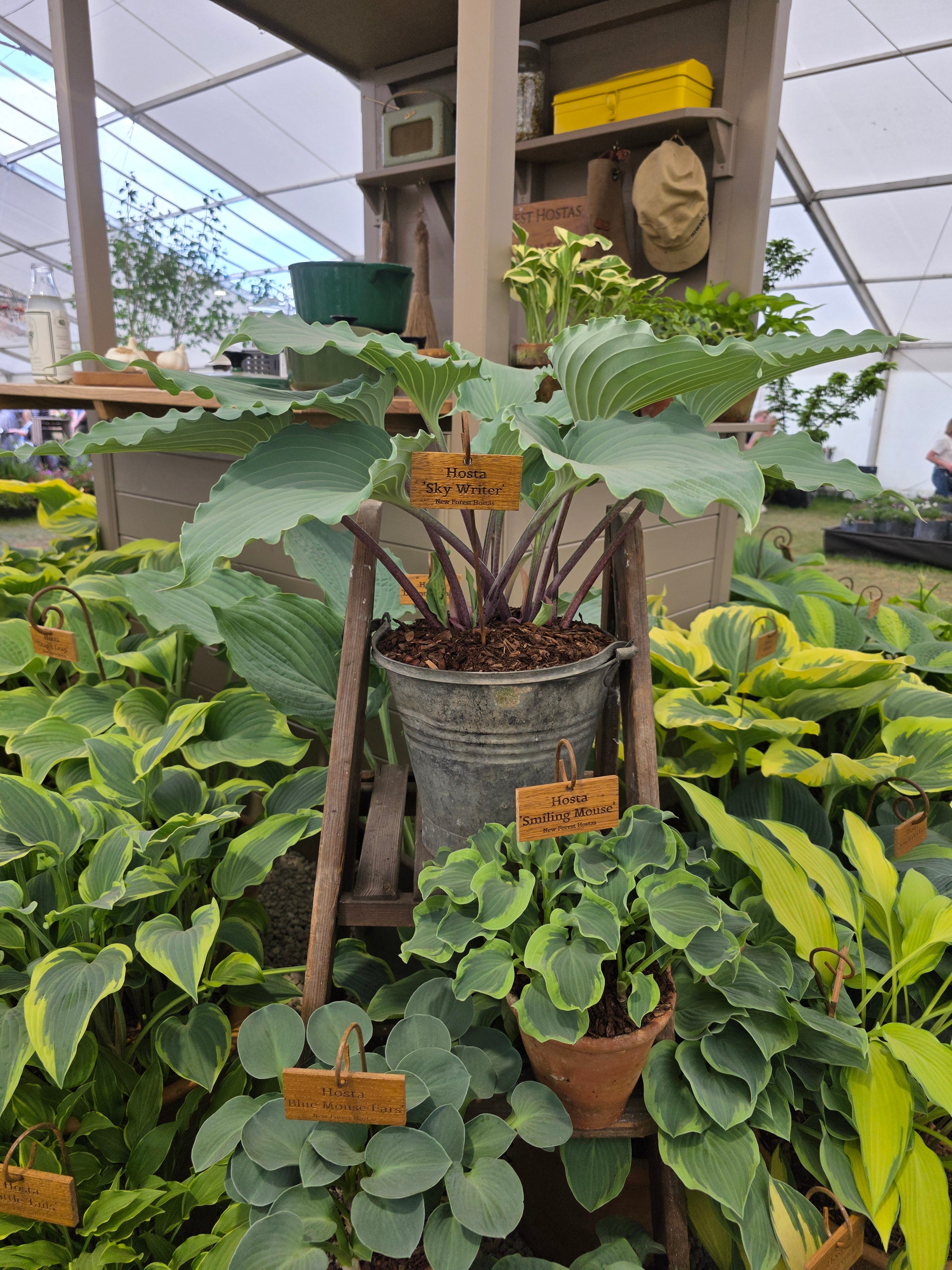 Hosta 'Skywriter'