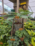 Hosta 'Skywriter'
