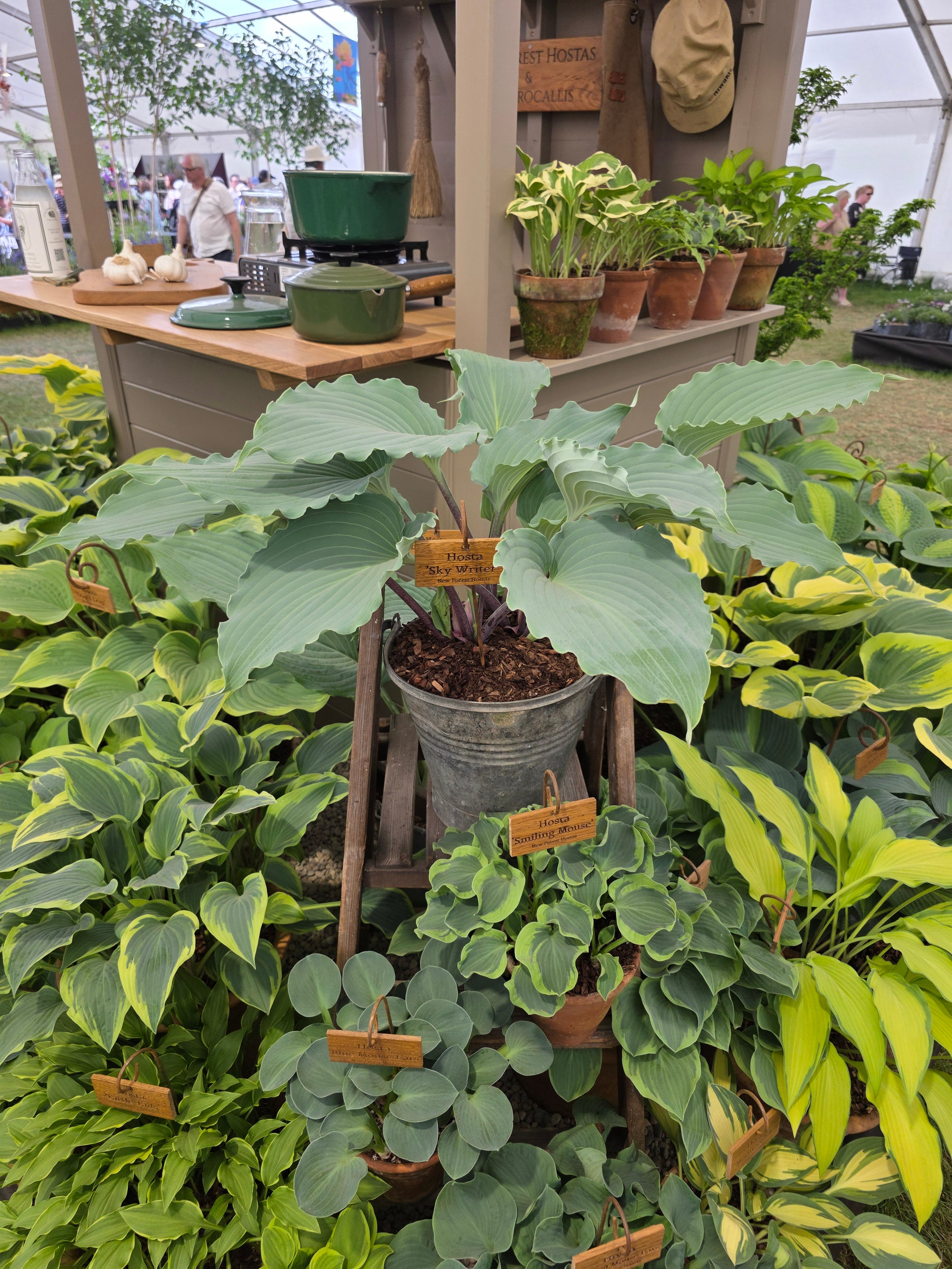 Hosta 'Skywriter'