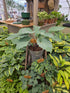 Hosta 'Skywriter'
