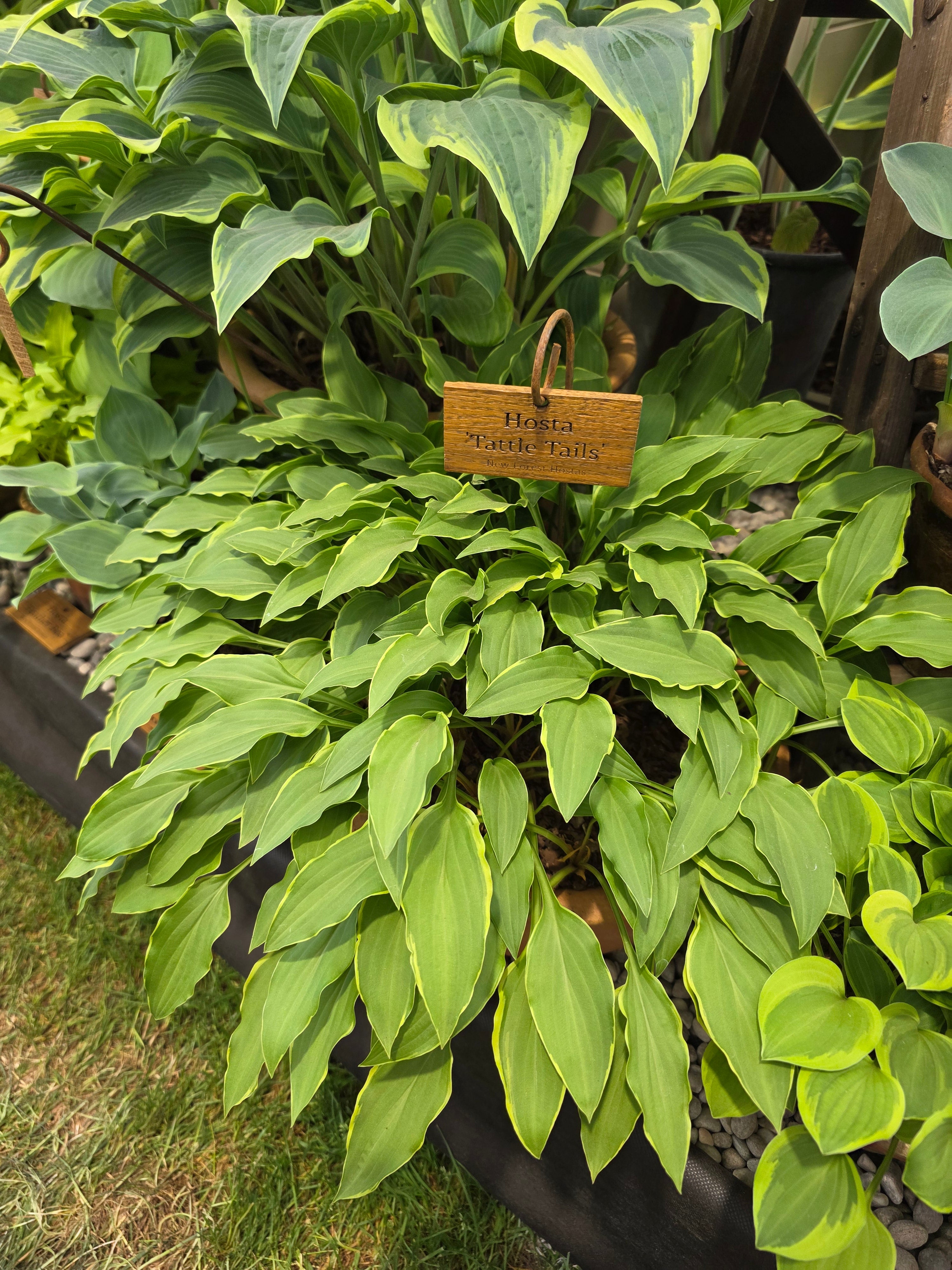 Hosta 'Tattle Tails'