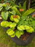 Hosta 'Volcano Island'