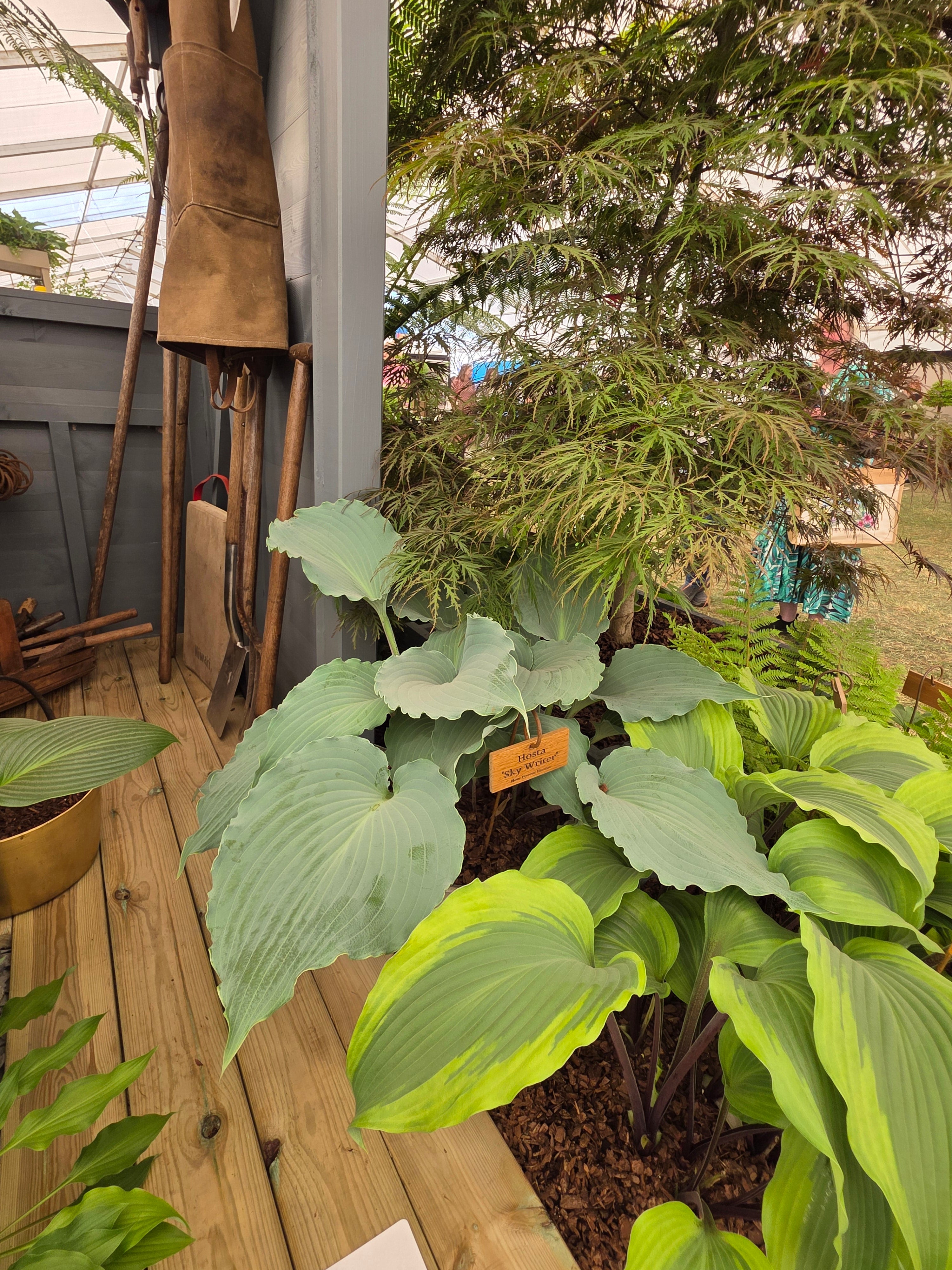 Hosta 'Skywriter'