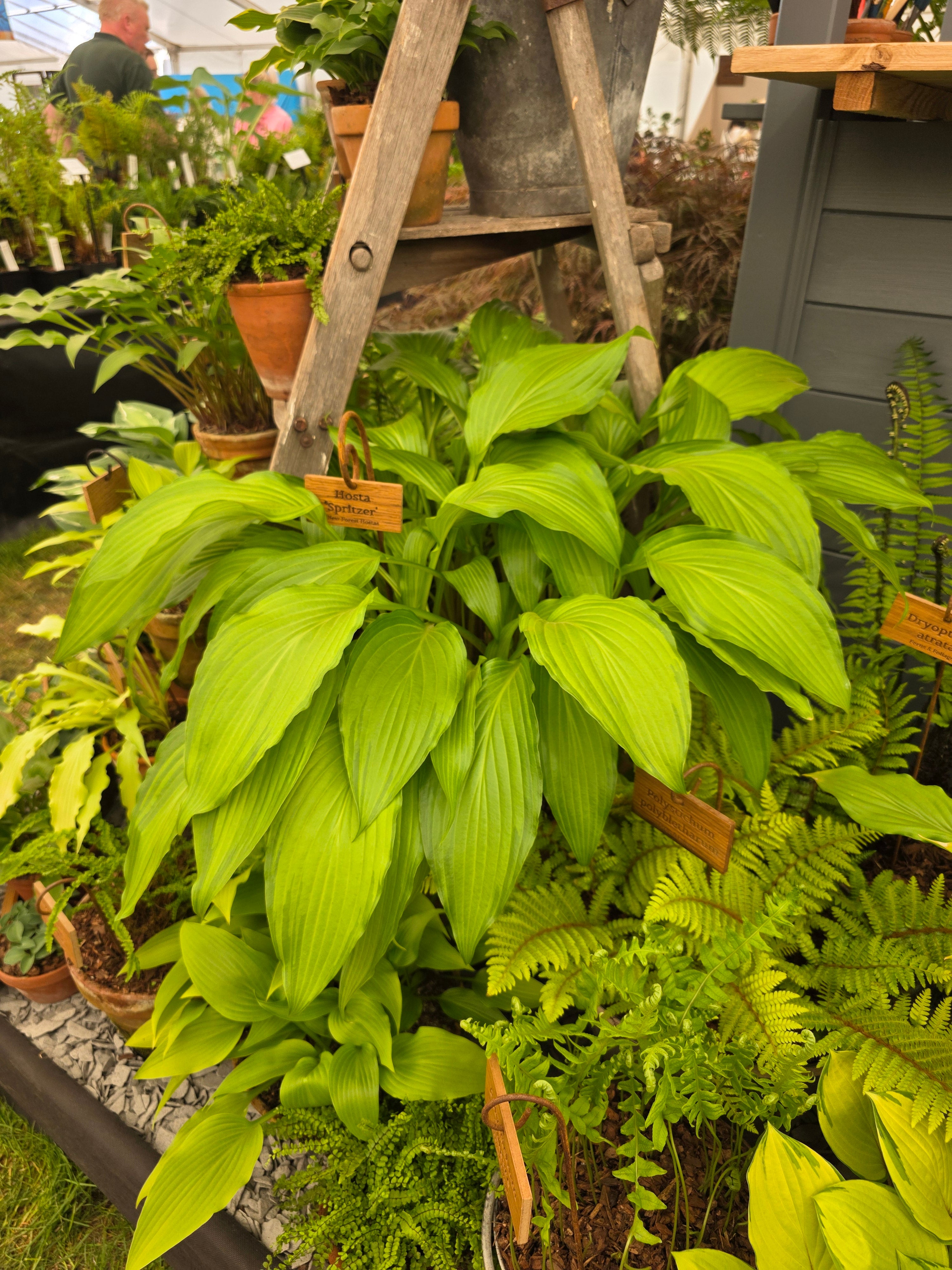 Hosta 'Spritzer'