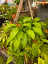 Hosta 'Spritzer'