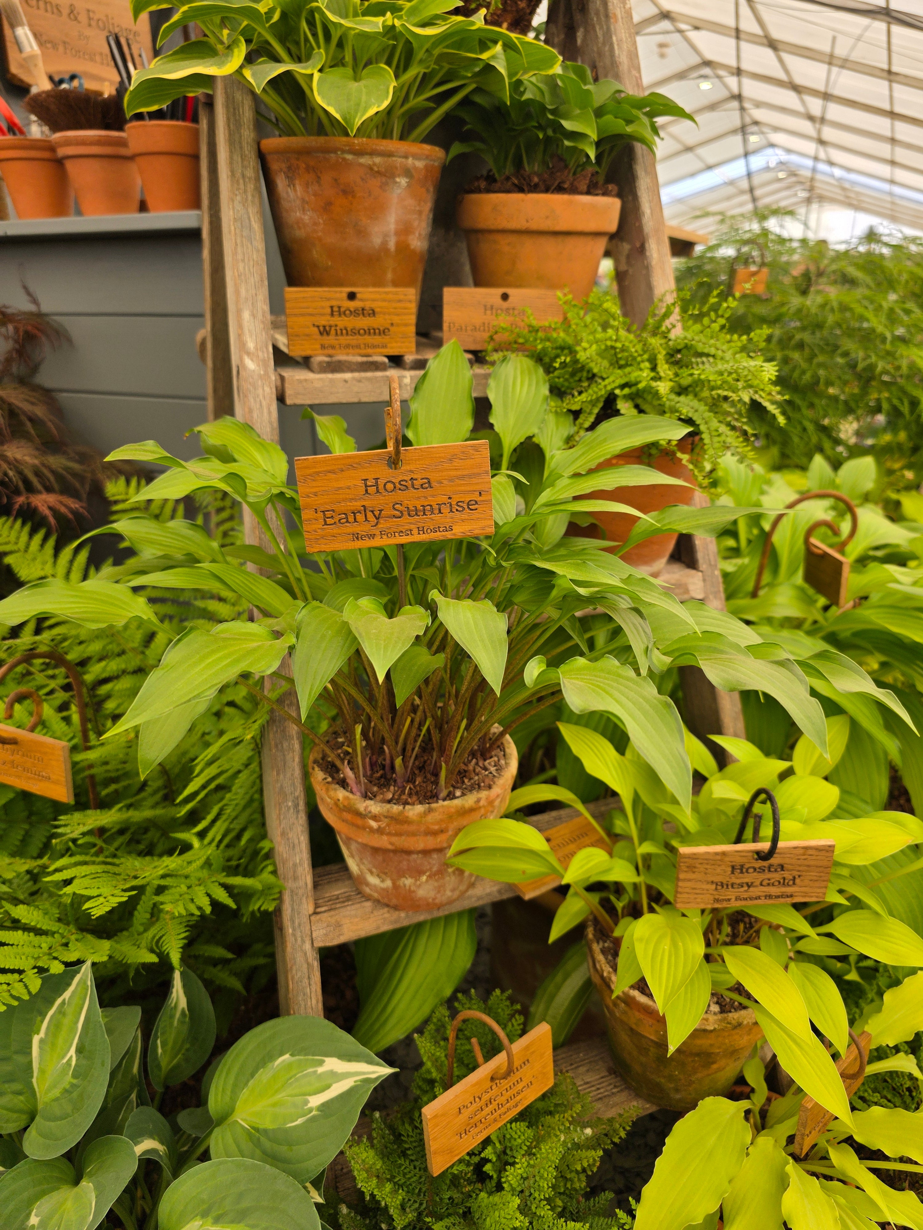 Hosta 'Early Sunrise'