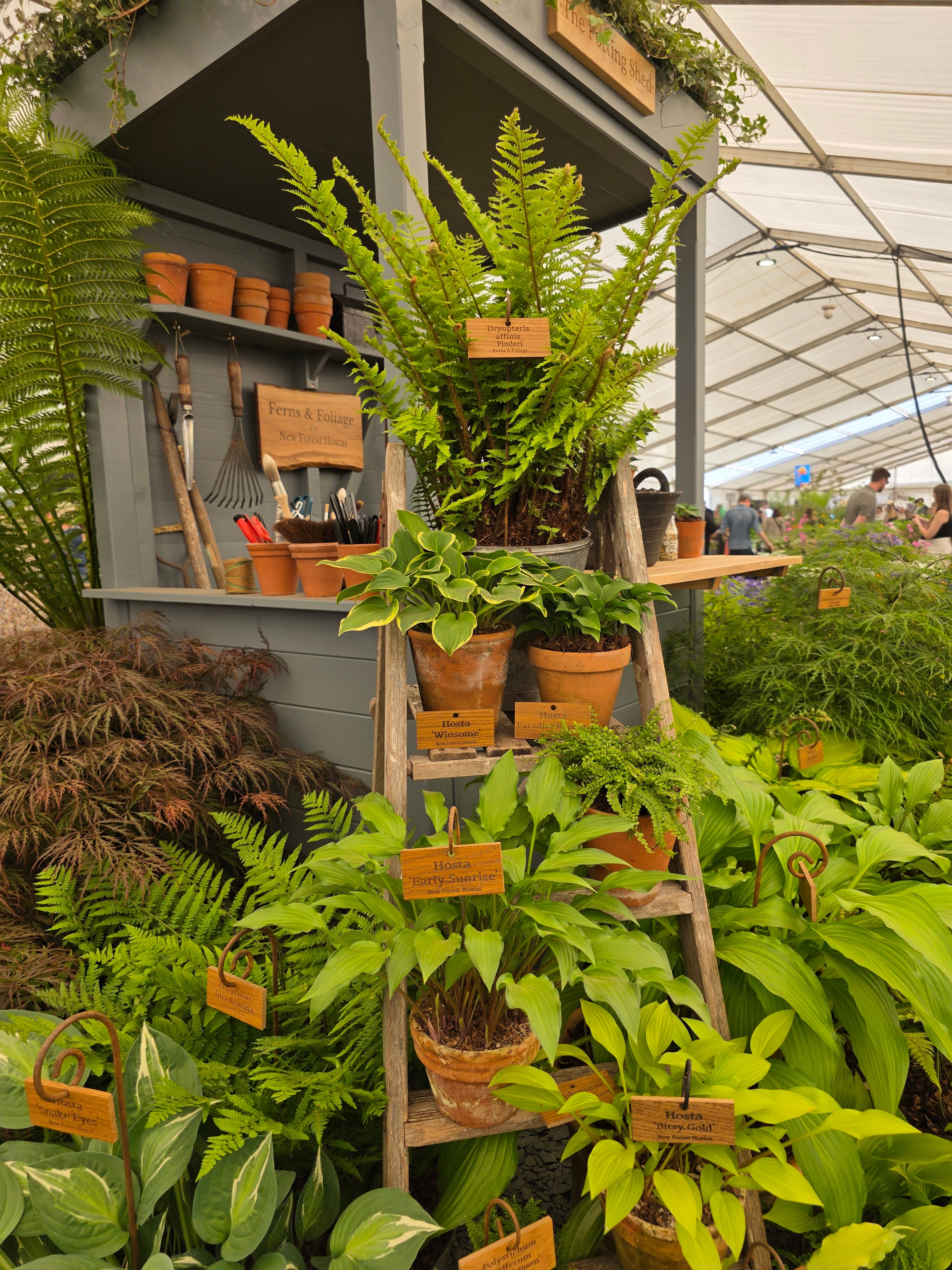 Dryopteris aff. 'Pinderi' 1.5-2 ltr