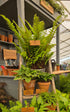 Dryopteris aff. 'Pinderi' 1.5-2 ltr