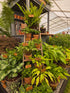 Dryopteris aff. 'Pinderi' 1.5-2 ltr