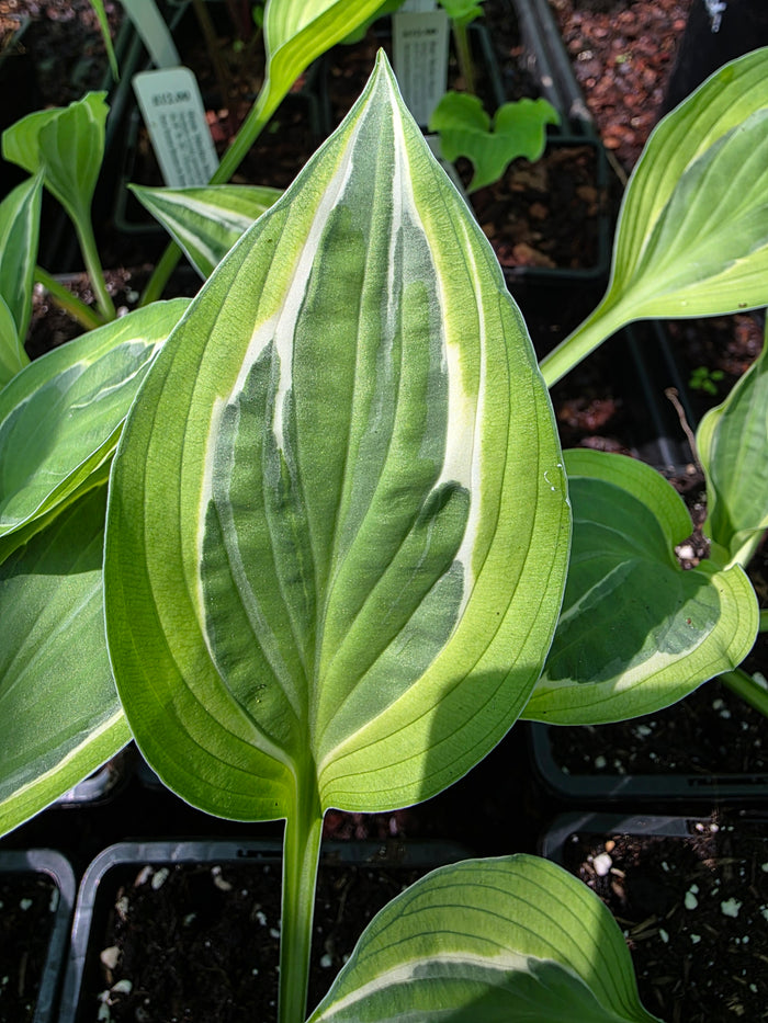 Hosta 'Pale Dancer'