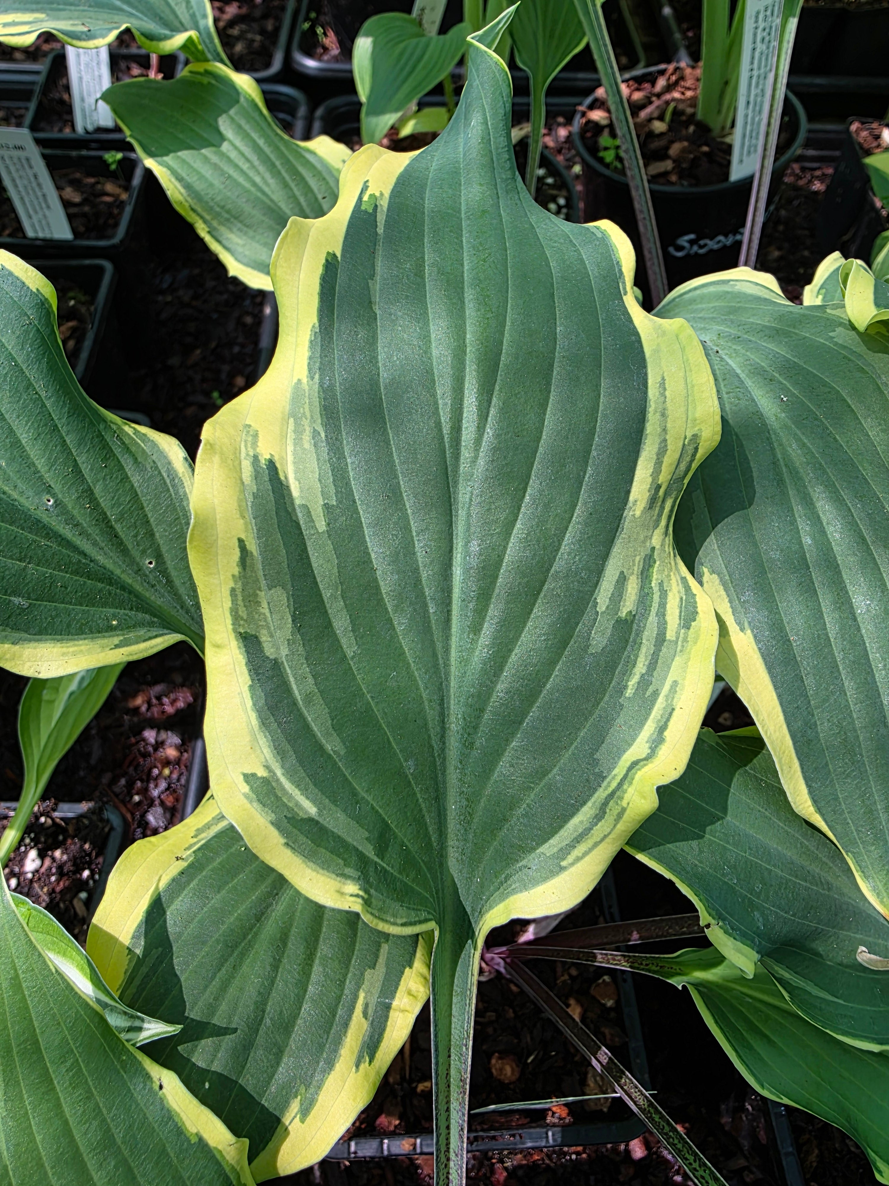 Hosta 'Kinky Boots'