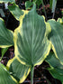 Hosta 'Kinky Boots'