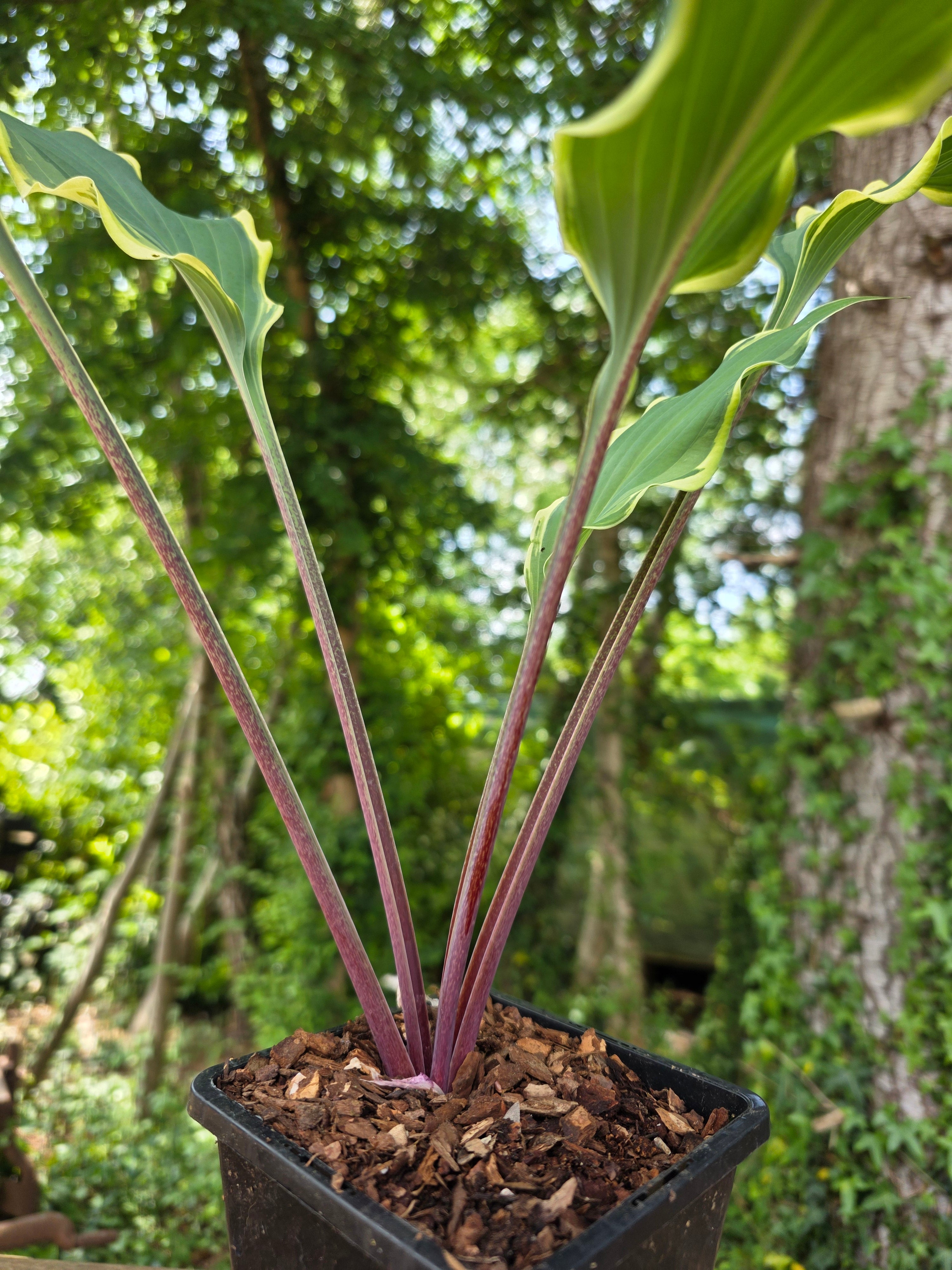 Hosta 'Kinky Boots'