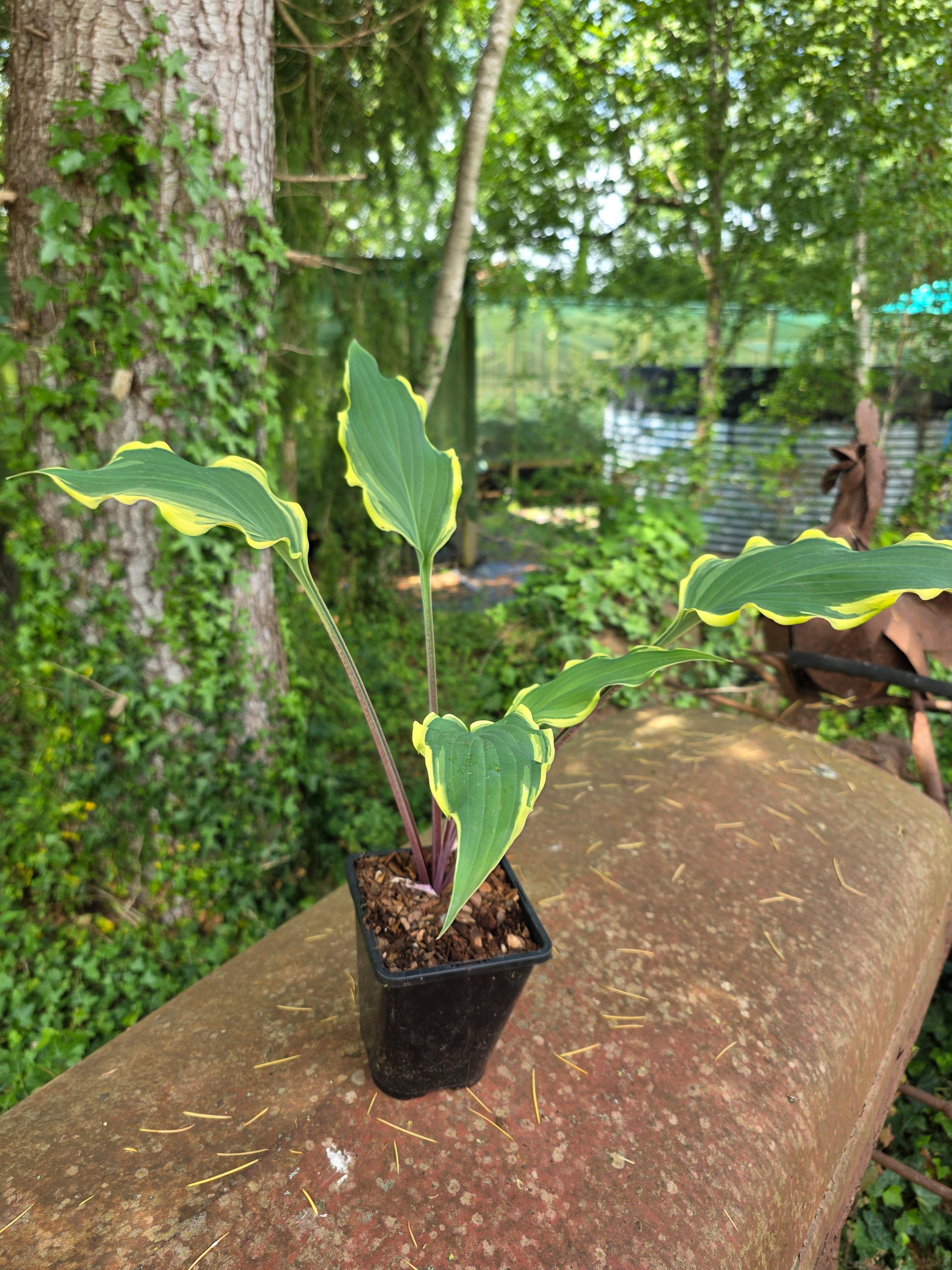 Hosta 'Kinky Boots'