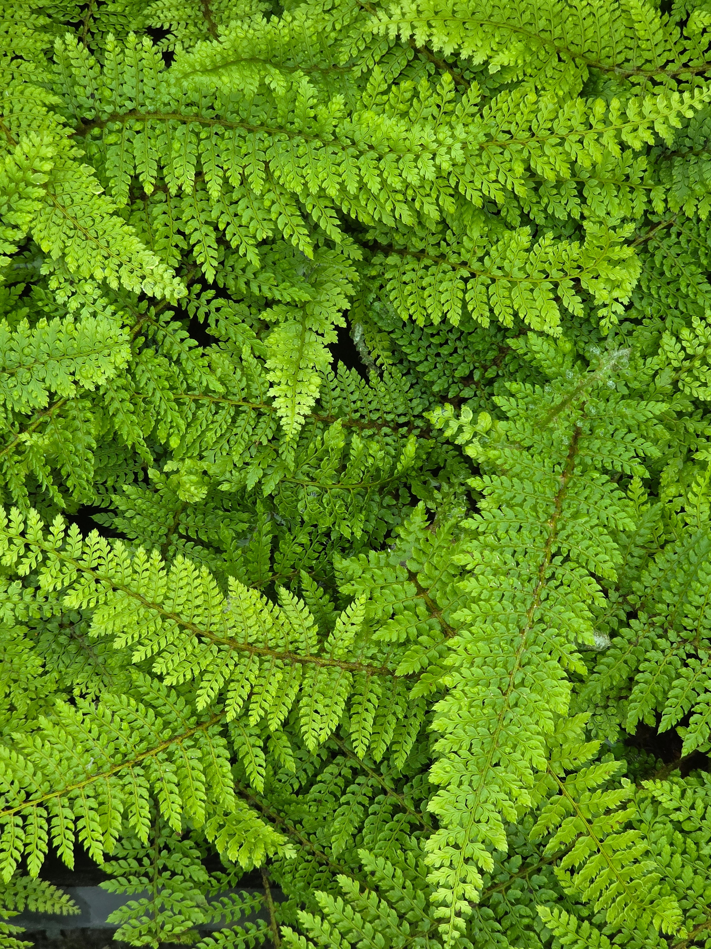 Polystichum set. 'Herrenhausen 1.5 - 2 ltr