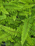 Polystichum set. 'Herrenhausen 1.5 - 2 ltr