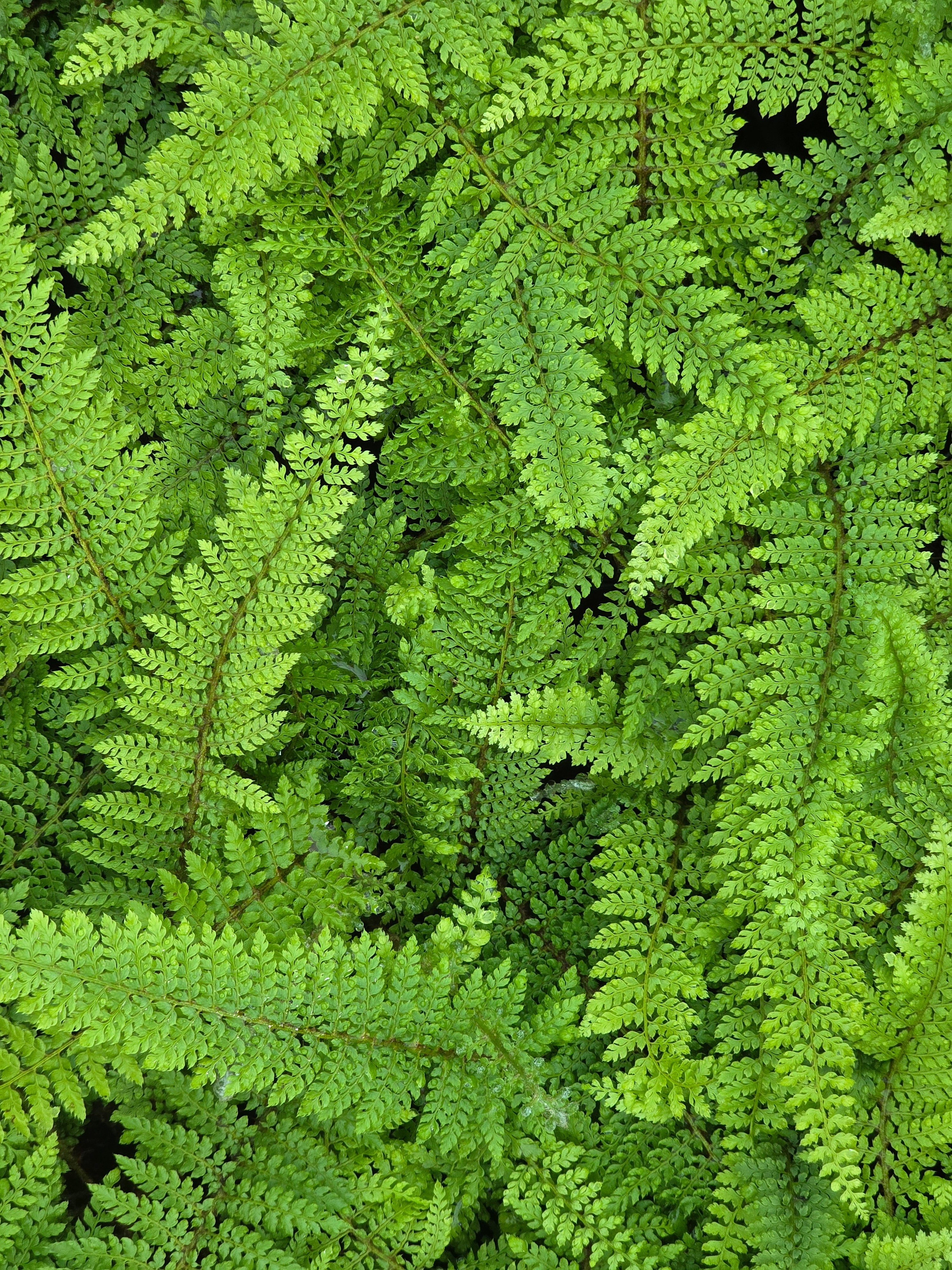 Polystichum set. 'Herrenhausen 1.5 - 2 ltr