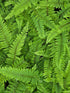Polystichum set. 'Herrenhausen 1.5 - 2 ltr