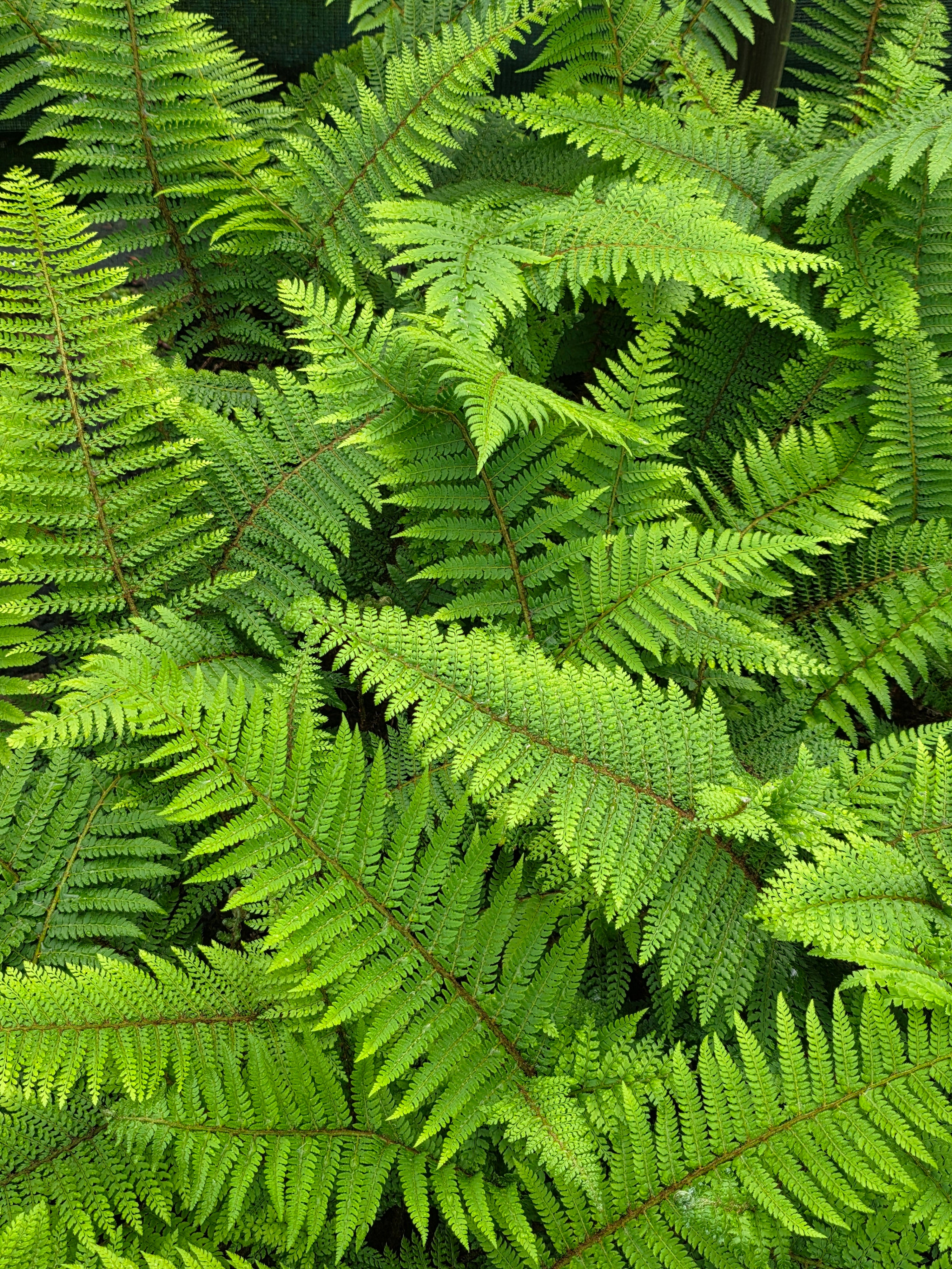 Polystichum setiferum 'Proliferum' 1.5-2 ltr