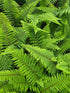 Polystichum setiferum 'Proliferum' 1.5-2 ltr