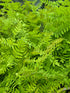 Osmunda regalis  1.5-2 ltr