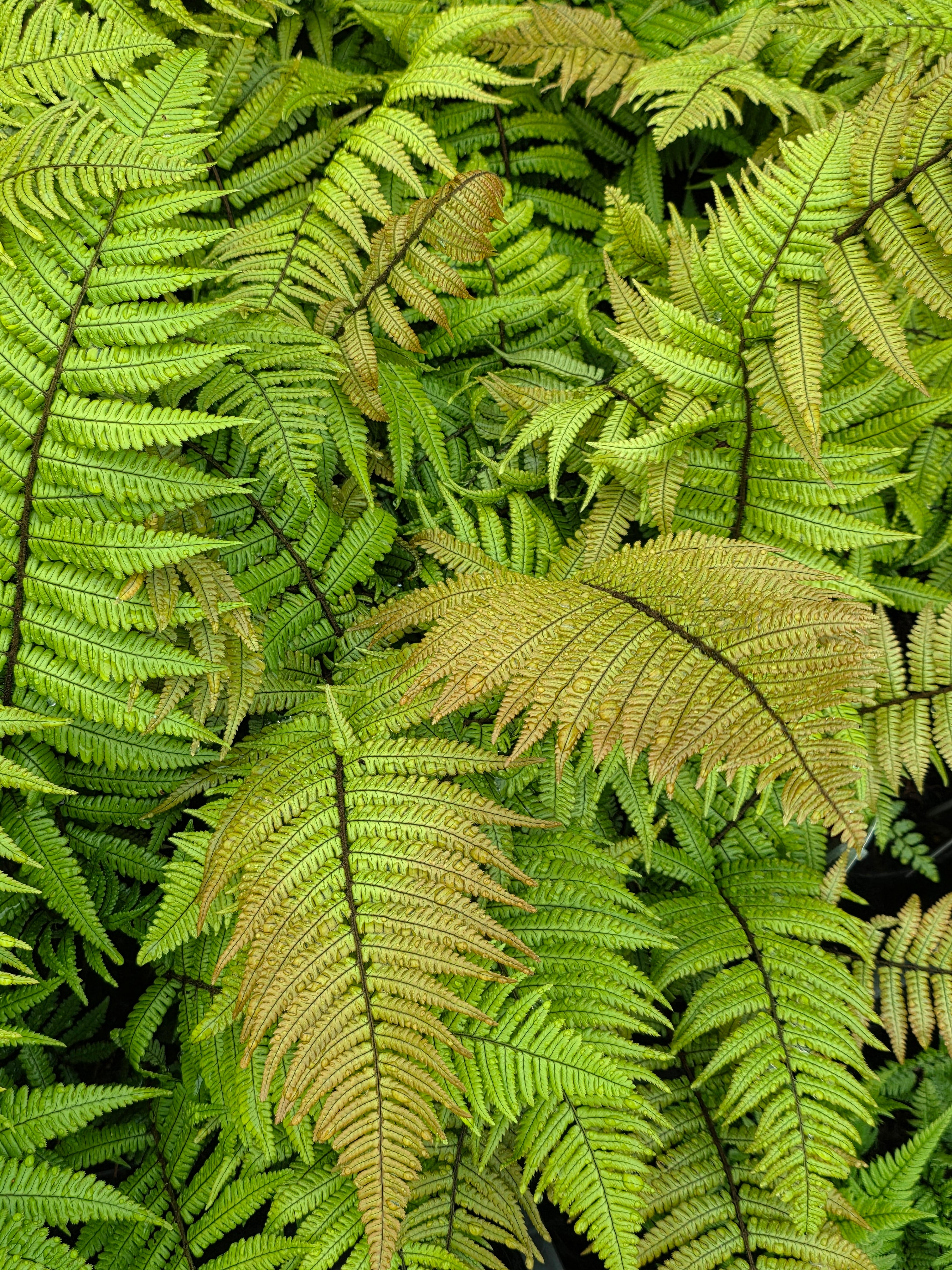 Dryopteris lepidopoda 1.5-2 ltr
