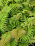 Dryopteris lepidopoda 1.5-2 ltr