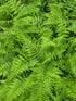 Athyrium filix-femina 1.7 ltr