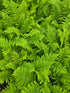 Dryopteris aff. 'Crispa' 1ltr