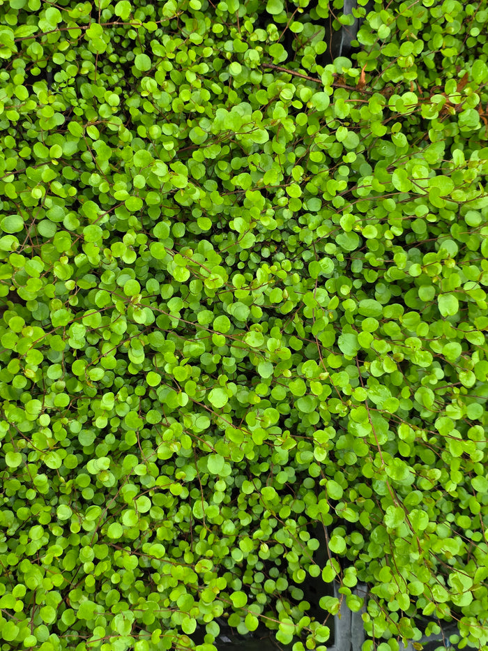 Muehlenbeckia complexa