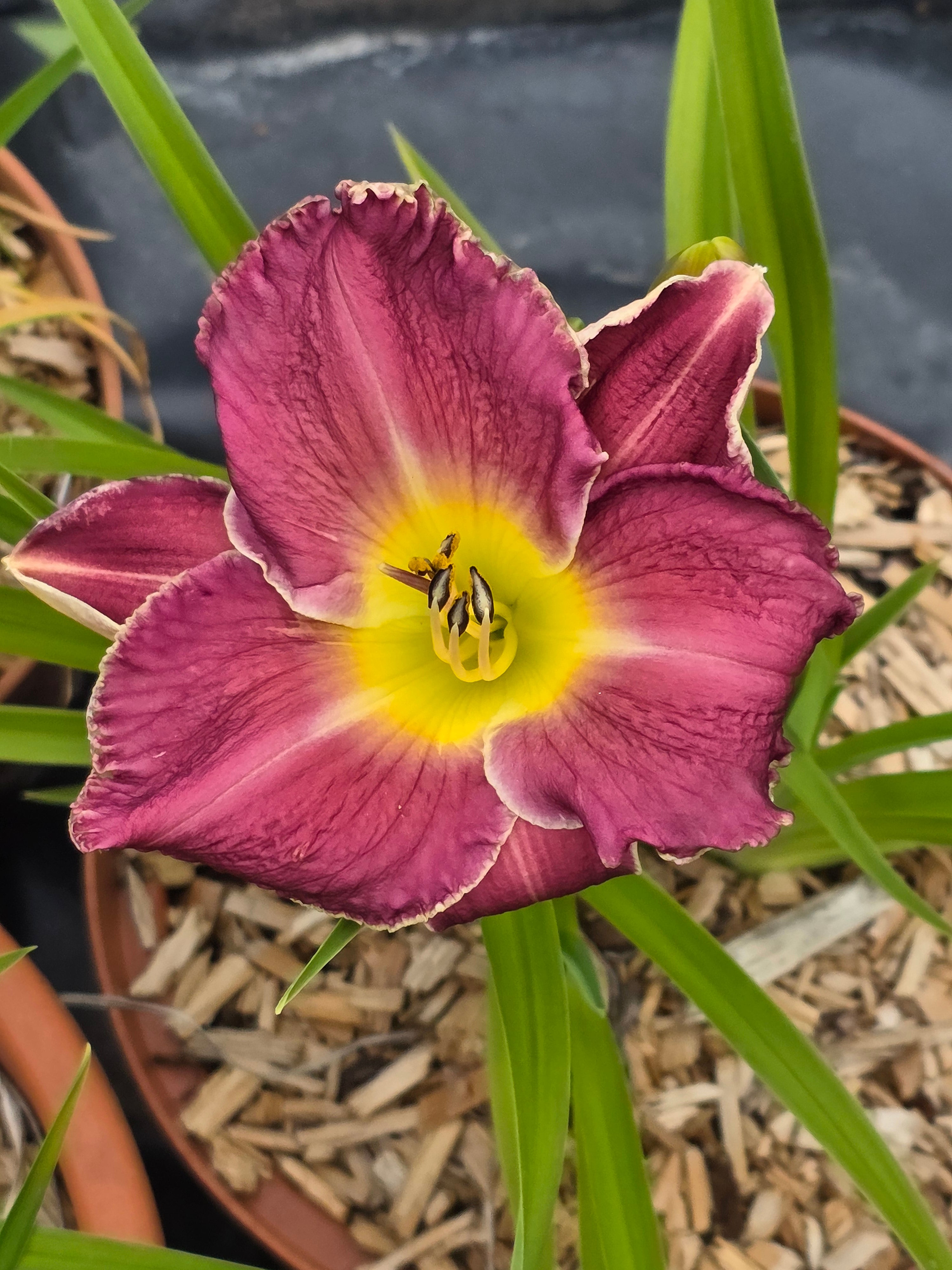 Hemerocallis 'Bettylen'