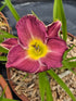 Hemerocallis 'Bettylen'