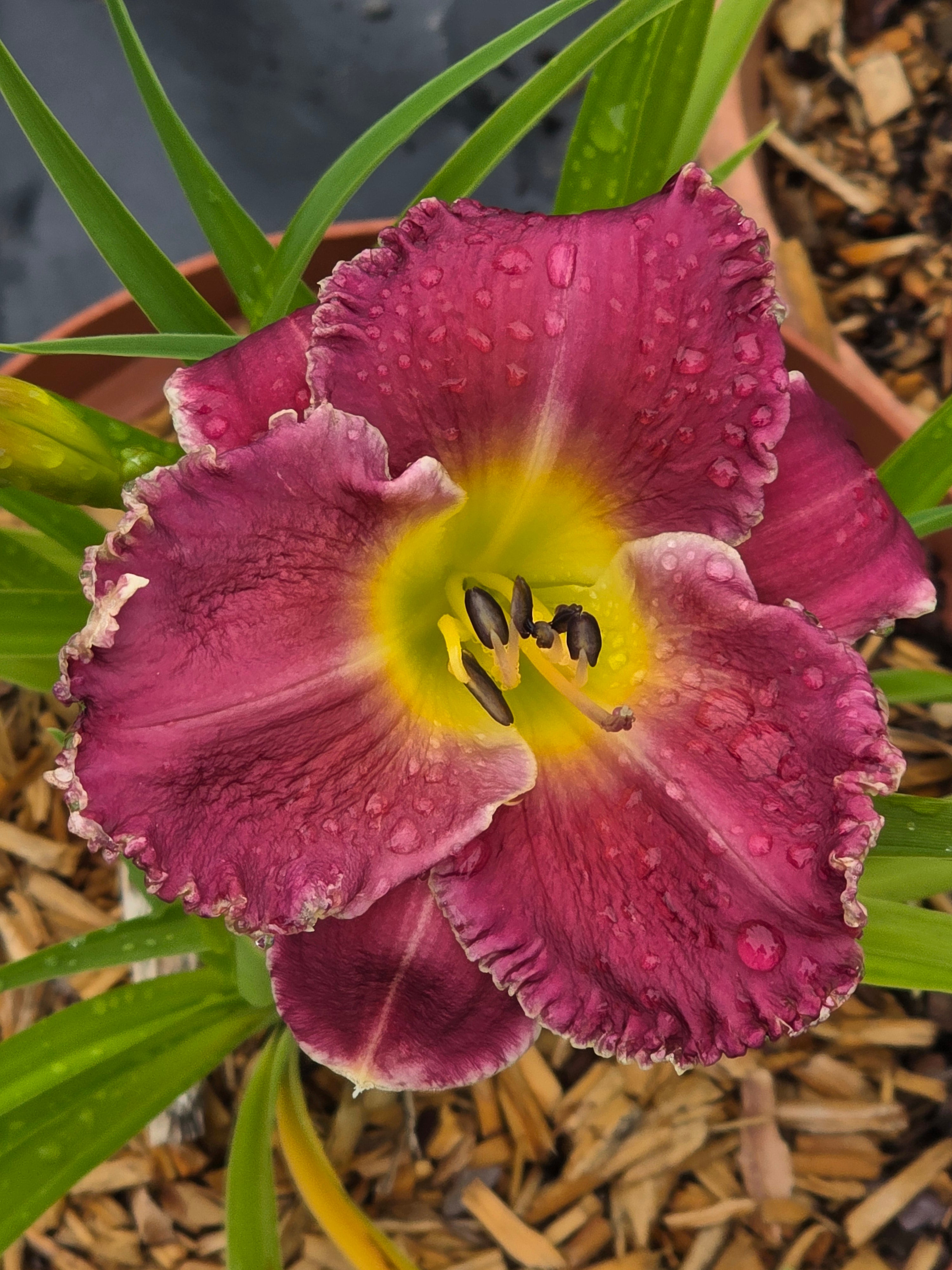Hemerocallis 'Bettylen'