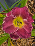 Hemerocallis 'Bettylen'