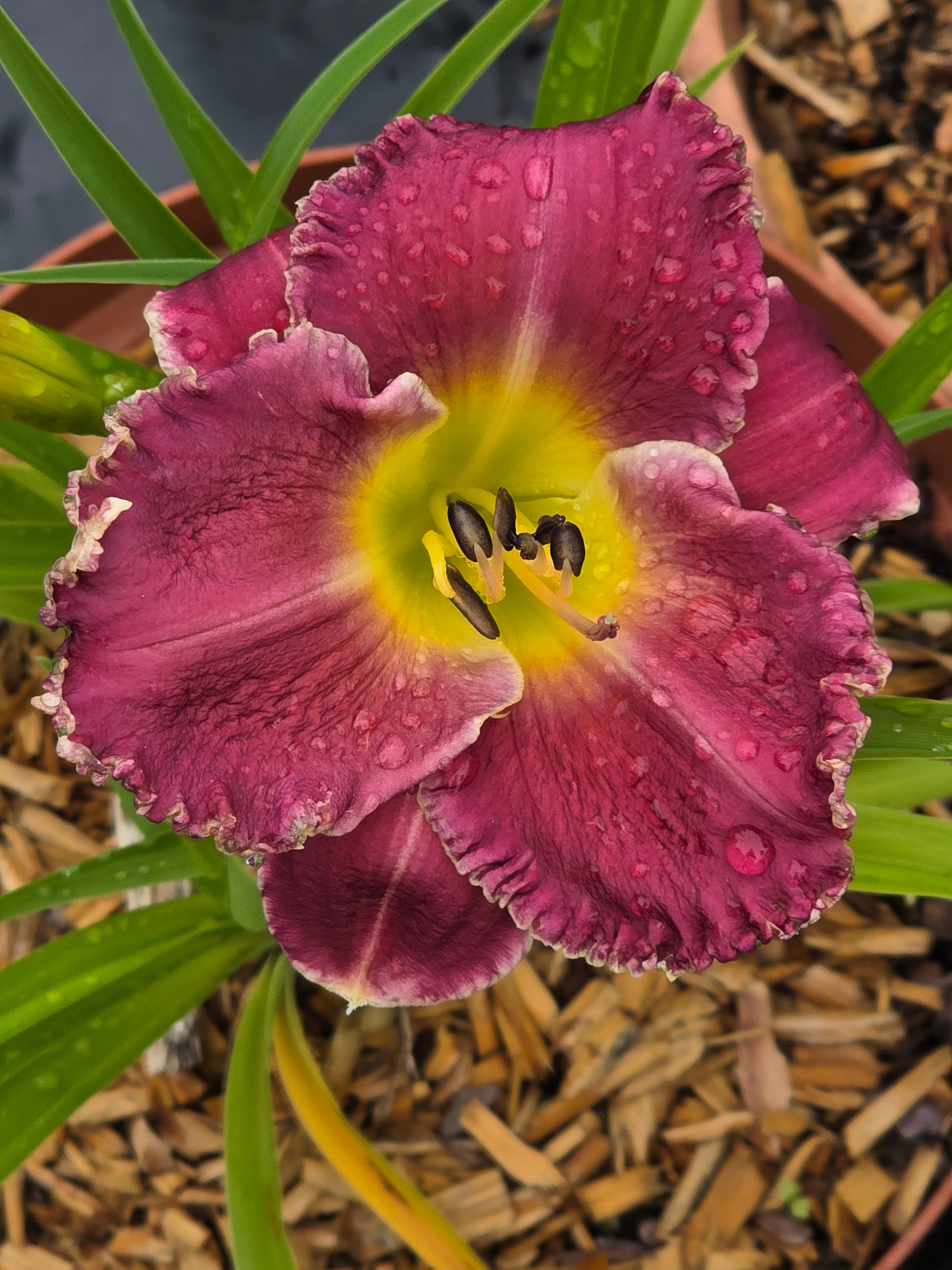 Hemerocallis 'Bettylen'