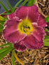 Hemerocallis 'Bettylen'