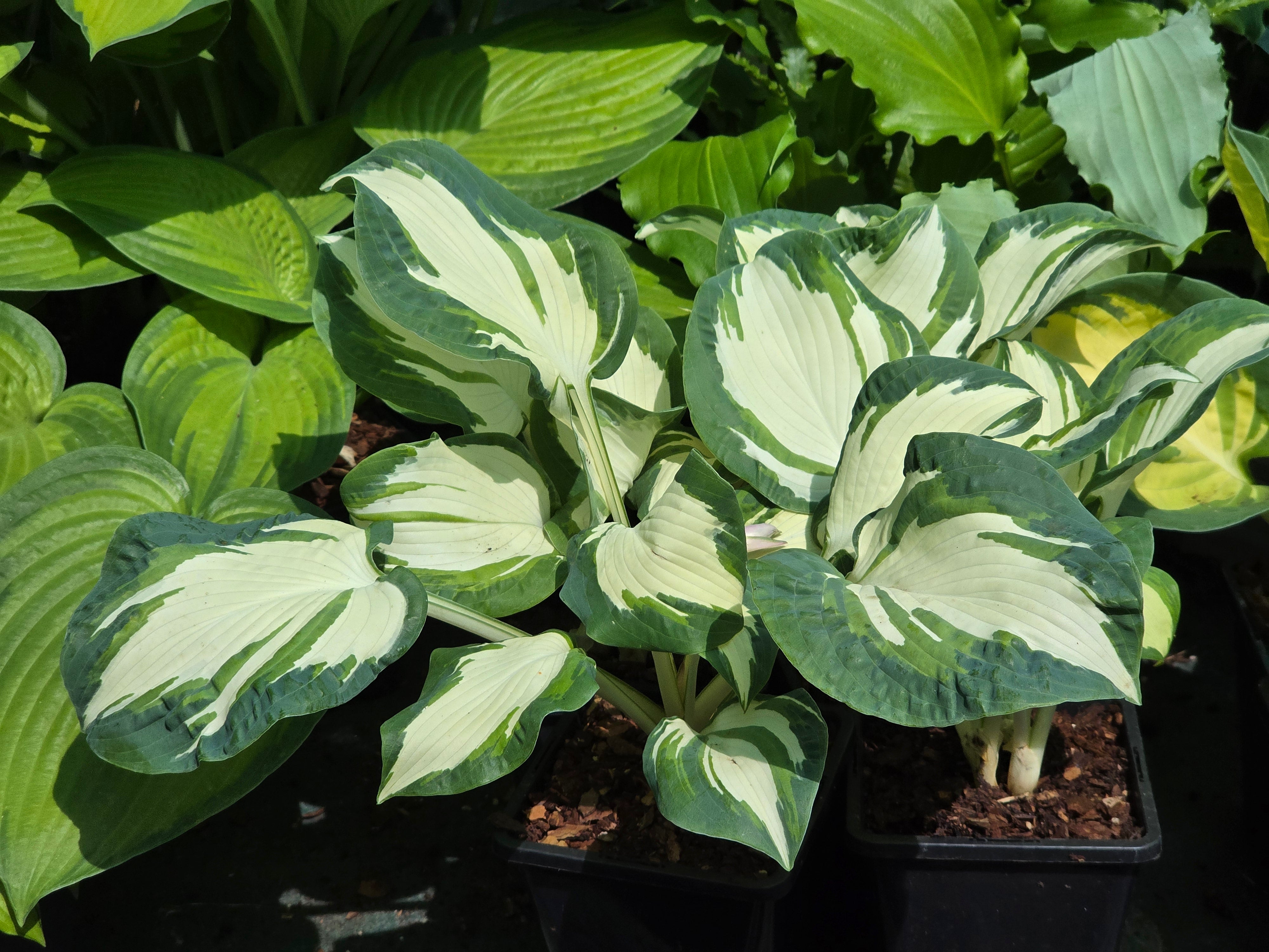 Hosta 'Hans'