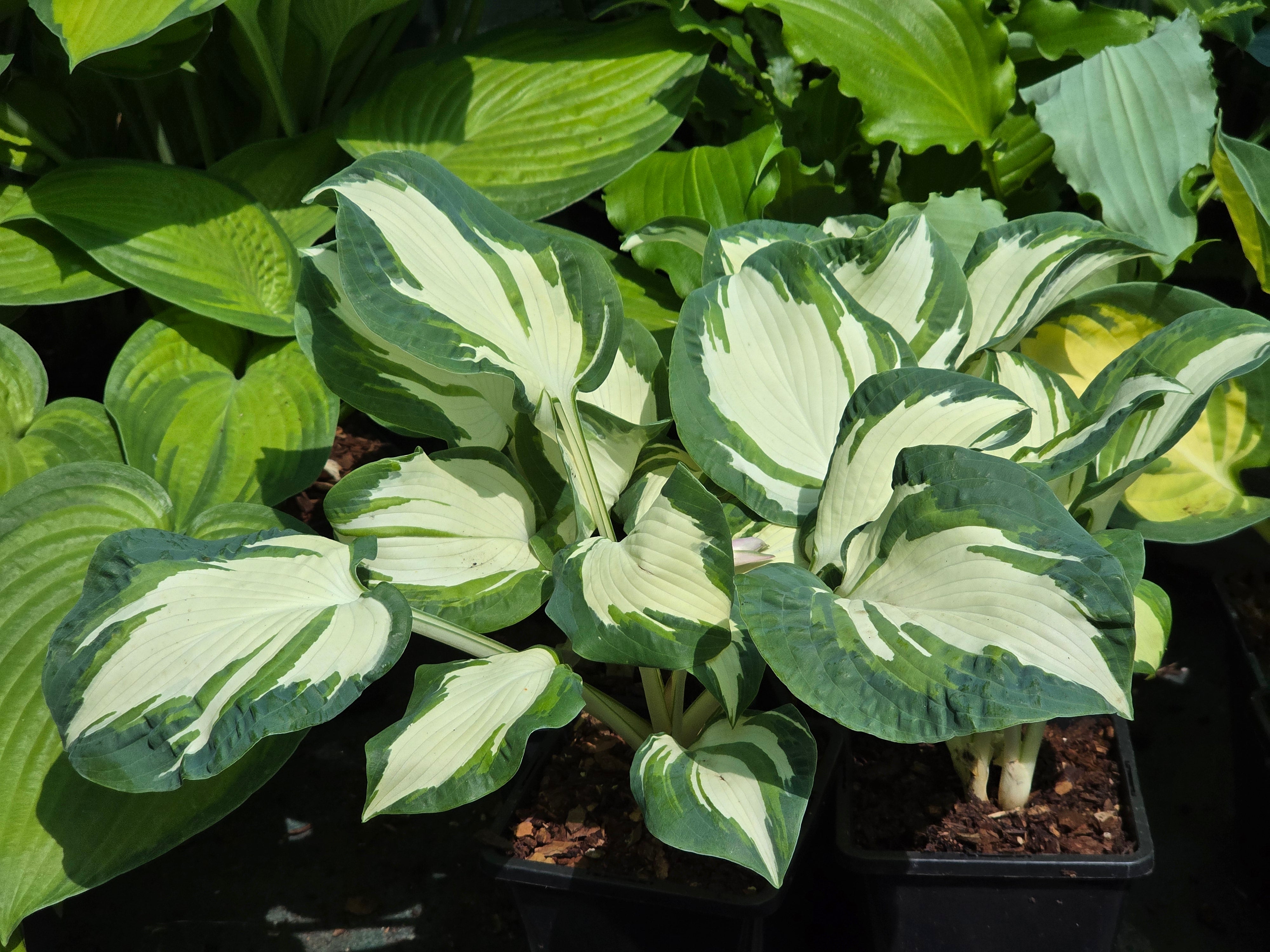 Hosta 'Hans'