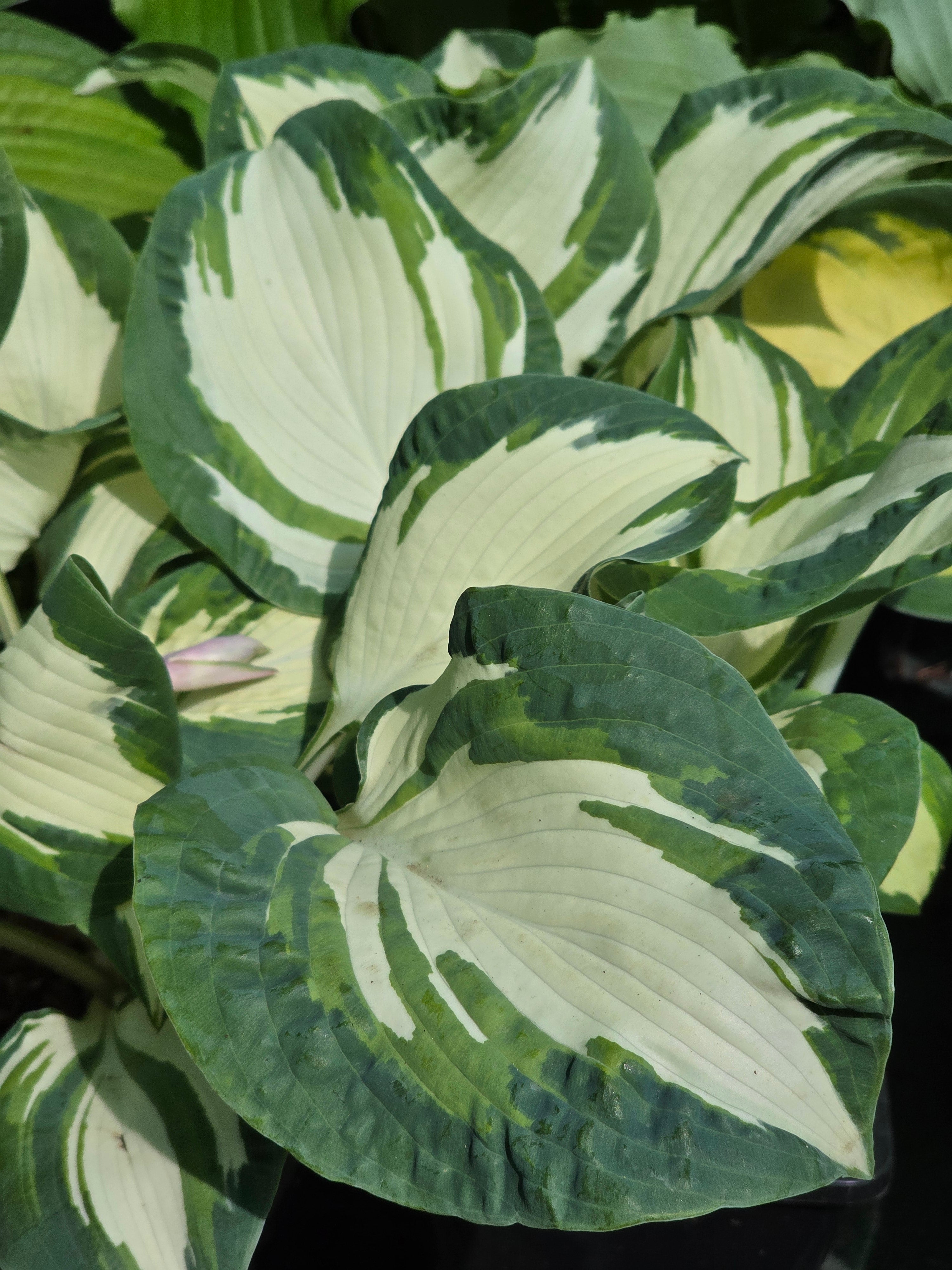 Hosta 'Hans'