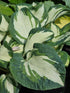 Hosta 'Hans'