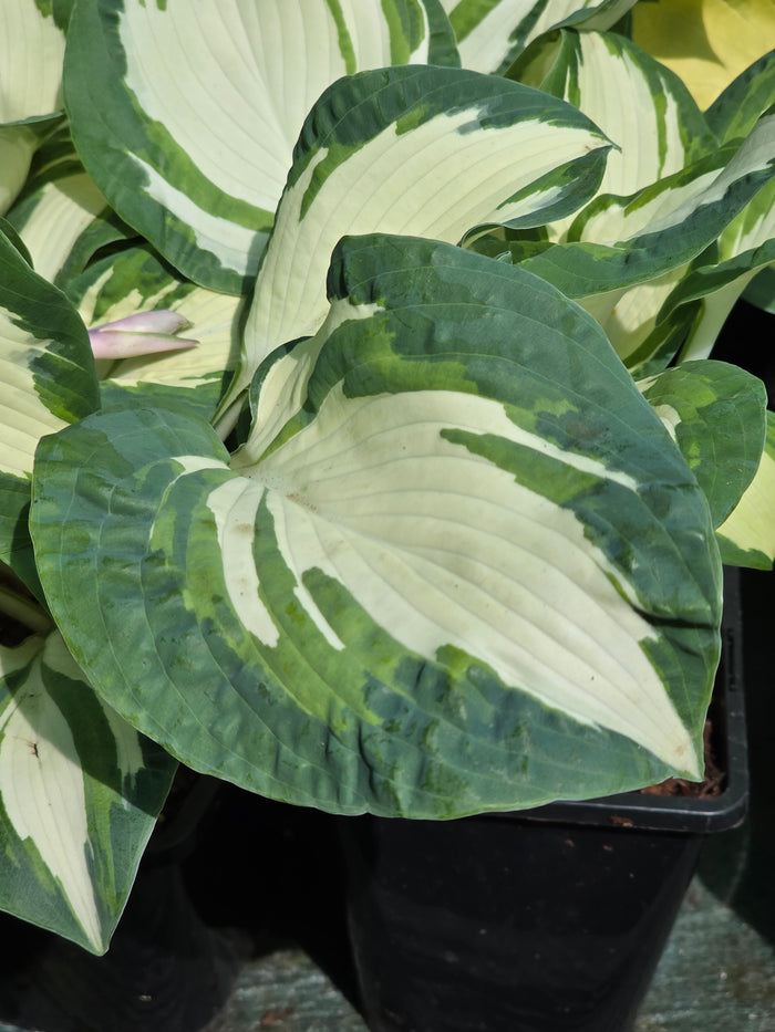 Hosta 'Hans'