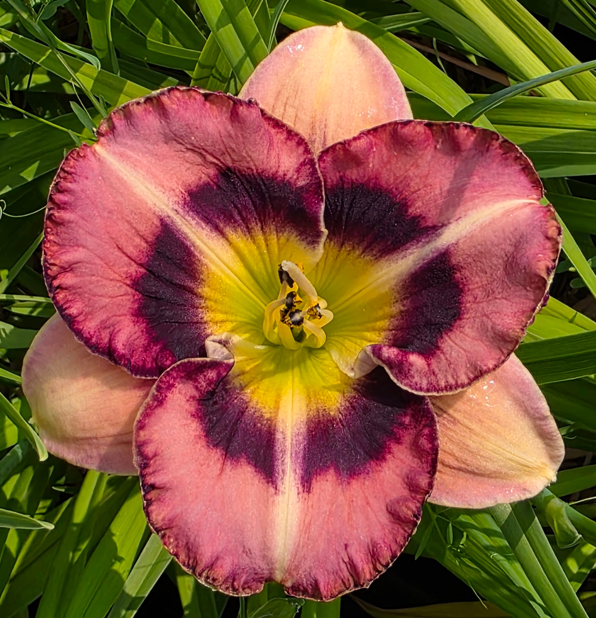 Hemerocallis 'Bettylen'