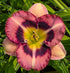Hemerocallis 'Bettylen'