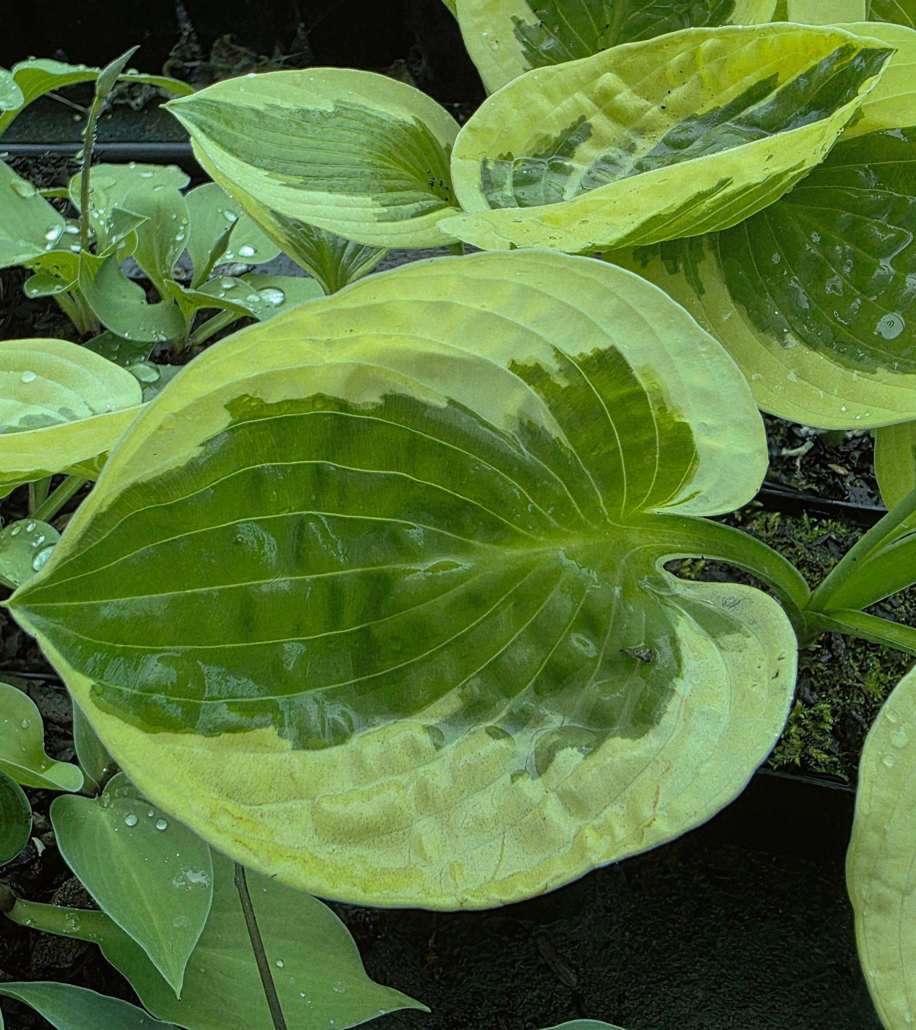 Hosta 'Cherub'