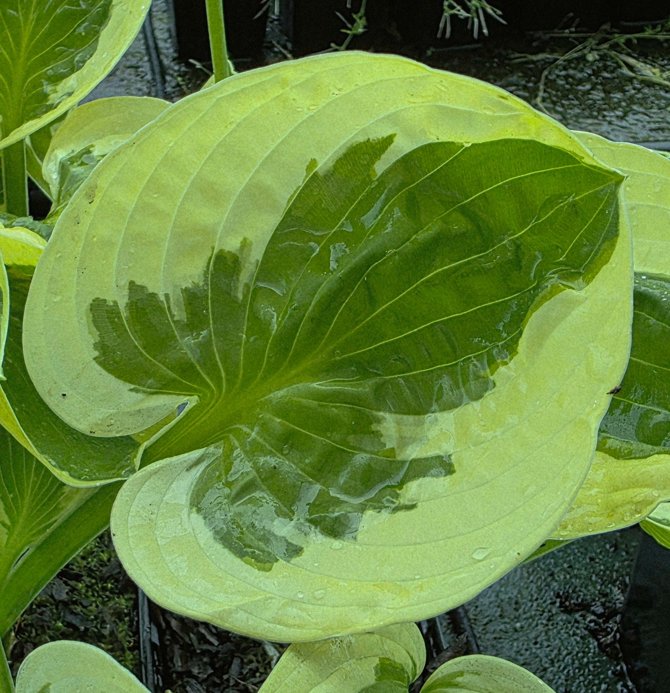 Hosta 'Cherub'